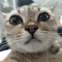 Mọi người trừ ai tự hiểu
