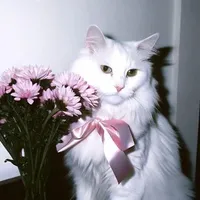 𝘔𝘶𝘵𝘦 𝘚𝘸𝘢𝘯
