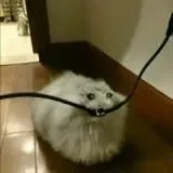 tg