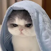 Tác giả bị khùn🫶🏻
