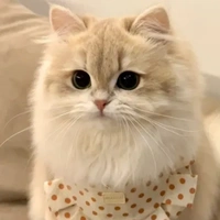 mèo