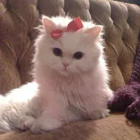 Mèo