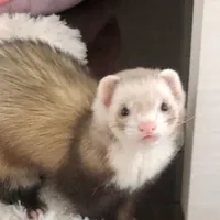 Notty