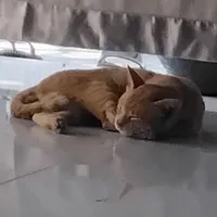 HỆ THỐNG VIPPRO