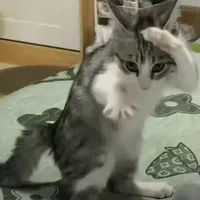 tất cả