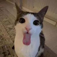 Tg