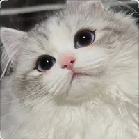 tác giả