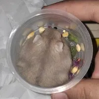 Chip - tác giả