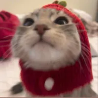 wen chip ﾉﾐ⁠ 