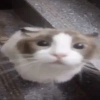 t/g