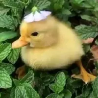 Mẫn nèe