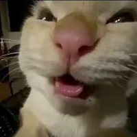 t/g cute hột me