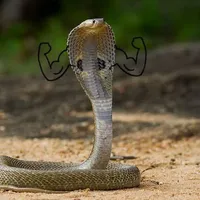 cả lớp con hân