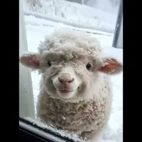 cừu con có cánh 🐑