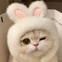 meow