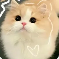 mèo