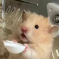 T/g hamster lỏ
