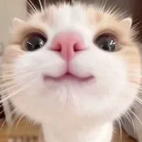 t/g