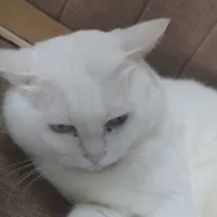 T/G (mèo méo meo mèo meo)