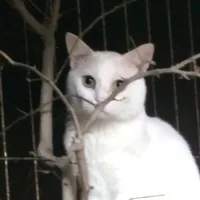 Chi (pet của Kiki)