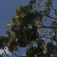 nhiều nhân vật