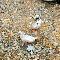Tác giả thích zịt