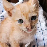 Người hướng nội