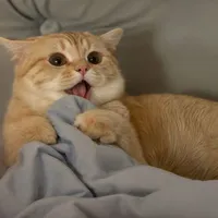tác giả bị les