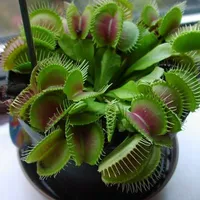 Cây Bắt Ruồi số 1