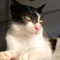 Tác giả DTH💚