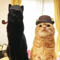 con tác giả ảo gay