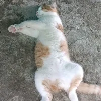 Tác giả