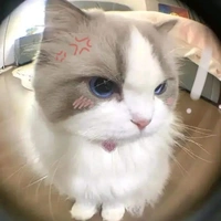 || mèo ||  Yin