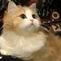 || mèo || Mi
