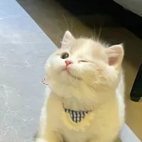 Chíp