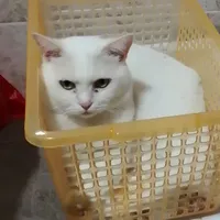 T/G nổi loạn
