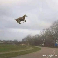 cow