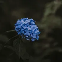 Tgiả mê Lịch Sử