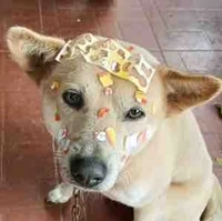 Mắm (dog của t/g 2)
