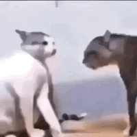 Con t/g lười