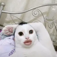 tác giả mê boy love cute ắc quỷ  ànime