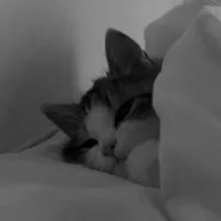 Kitty (T/g)