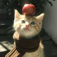 𝐌𝐨𝐜𝐡𝐢?.