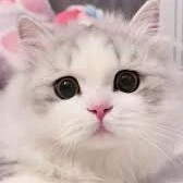 Yula [Lai/River] Quilian 🐱🐳