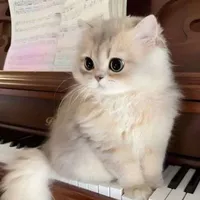  mèo con