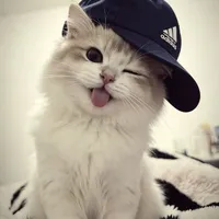 Miao