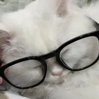 Bò iu