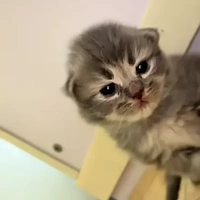 Lee