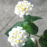 T/G