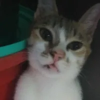shop báo:3(tôi)